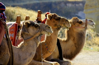 Kappadokyan Camels