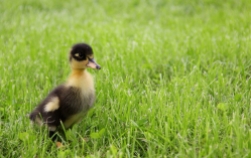 Elma the duckling! Our first pet!