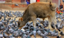 A Sacred Cow amid a flock of un-sacred pigeons
