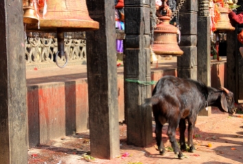 A Goat Awaiting his Fate on the Sacrificial Table - Manakamana, Nepal