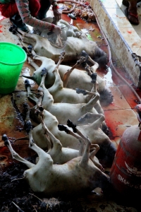A Row of Goat Carcasses Waiting to be Gutted During the Cleaning Process