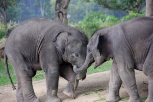Baby Elephants!