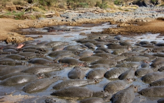 No, those aren't rocks. They're hippos!