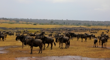 Almost 2 million wildebeests migrate every year!