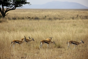 These gazelles better be careful (can you see the lioness stalking them?)...