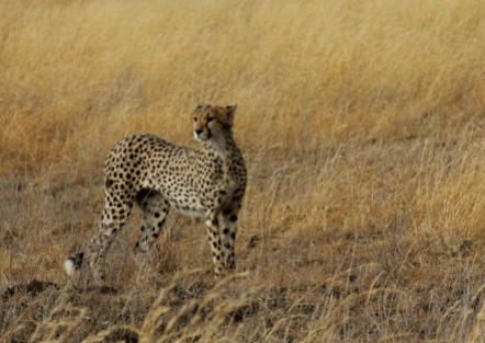 The cheetah is rare to spot, but this was one of the first animals we saw on day one!
