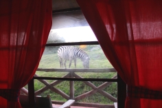 And the zebras aren't too shy when they can't see you!