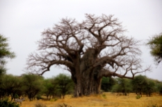 The Baobab tree is one of the oldest trees in the world - this one is thousands of years old!