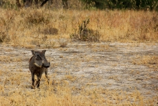 The warthog is perhaps the most skittish animal in Africa (they didn't like to have their picture taken)...