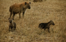 This family of hyenas had a den just outside our campsite (aren't the cubs so cute?!)...
